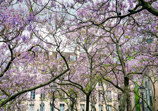 Elegancia y sombra en tu jard&iacute;n: conoce el &aacute;rbol que crece hasta 5 metros en solo un par de a&ntilde;os