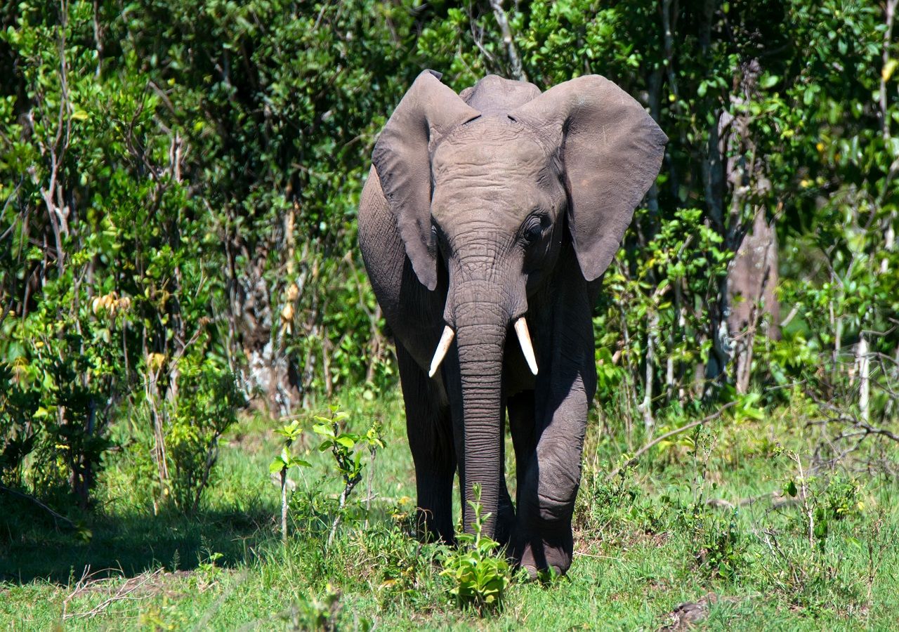 Elephant extinction could have major impact on atmospheric carbon levels