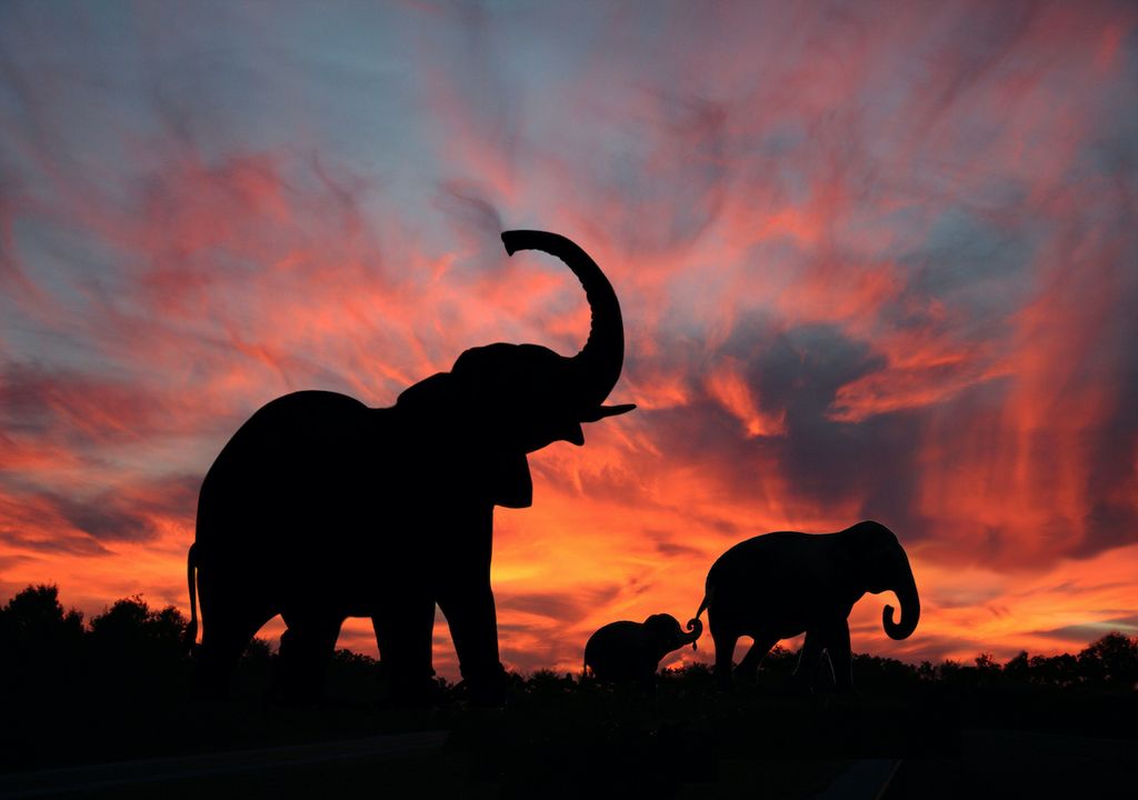 siluetas de una familia de elefantes en un arrebol