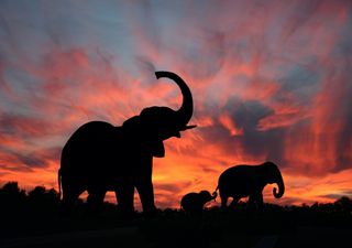 Elephants call each other names like people do, scientists say