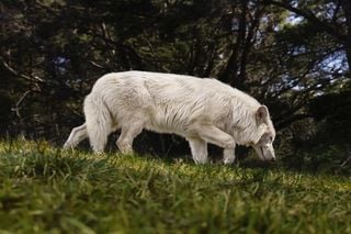 Como em Jurassic Park: cientistas conseguem "reviver" o lobo gigante que se extinguiu há 10.000 anos