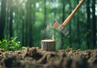 Elevados níveis de humidade nos solos. Prazo para limpeza dos terrenos foi alargado até 31 de maio