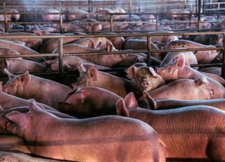 Élevage intensif : pourquoi la France n'est-elle pas en reste face à cette approche de l'élevage animal ?