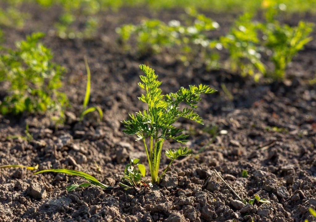 nutri Con el tiempo, las sales del agua de riego y de los fertilizantes pueden acumularse en el sustrato y afectar a las raíces.