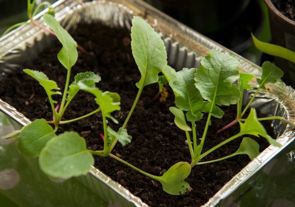 planta El tamaño de la maceta también influye en la humedad: cuanto mayor es el volumen de sustrato, más tiempo suele tardar en secarse.
