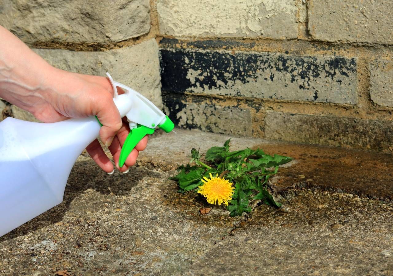 Substral Naturen Acetum – Désherbant Naturel à Base De Vinaigre, 3 L, Pour Allées, Terrasses Et Chemins