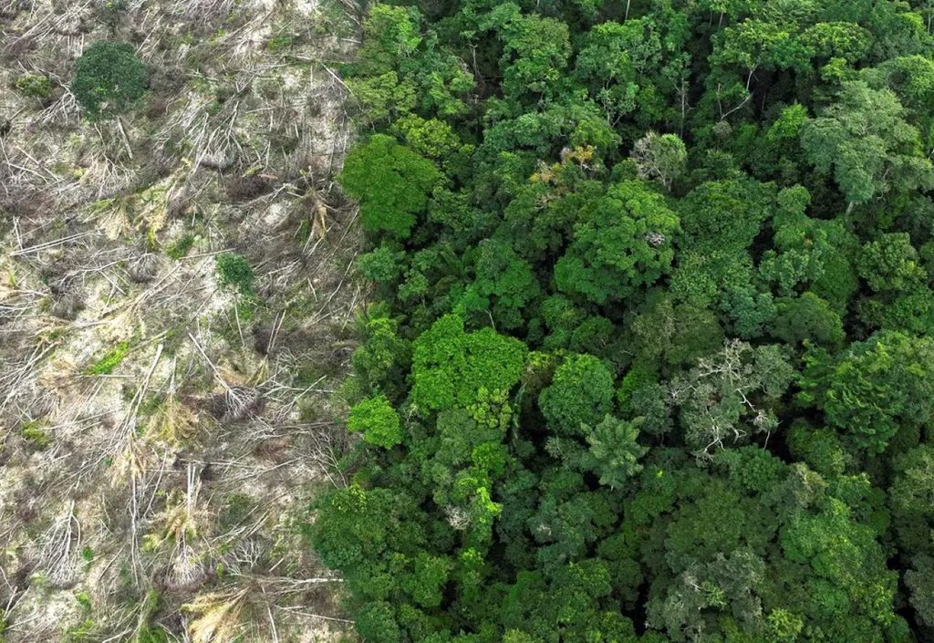Amazônia perdeu 52 milhões de hectares de vegetação nativa entre 1985 e 2024 - Foto: Reuters/Ueslei Marcelino