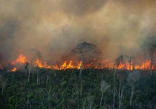 Der Amazonas in Flammen: Mit fast 3.000 Bränden wurde im Februar ein neuer Rekord aufgestellt!