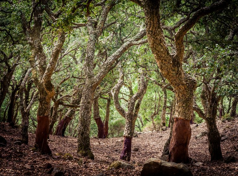 Parque Natural de los Alcornocales, en las provincias de Cádiz y de Málaga. Parque Natural de los Alcornocales, en las provincias de Cádiz y de Málaga.
