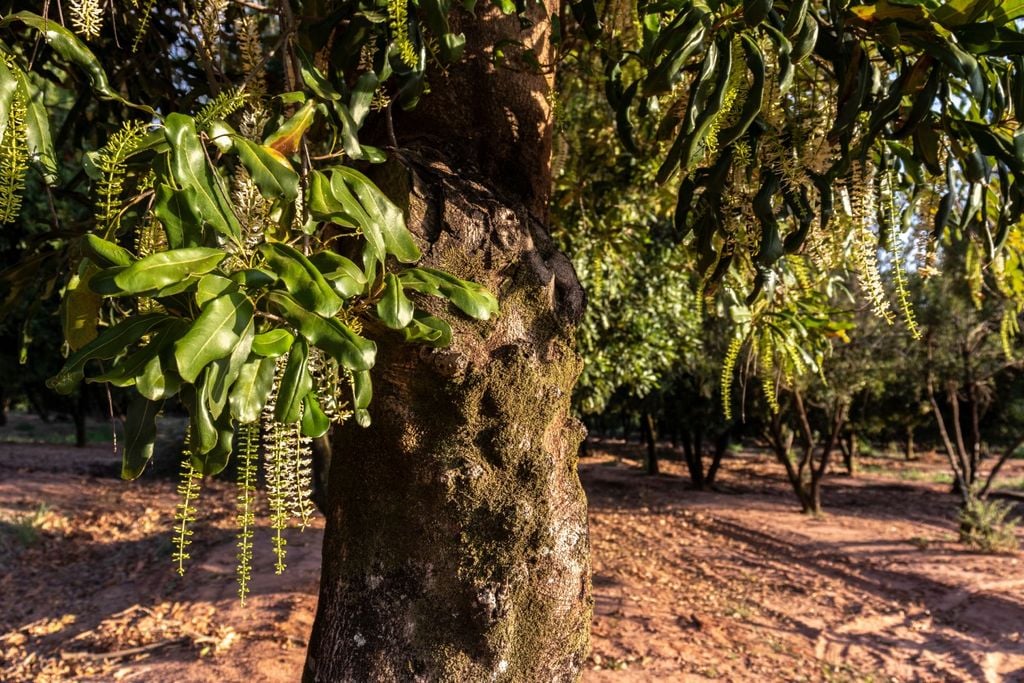 Brasil, macadamia, sustentável