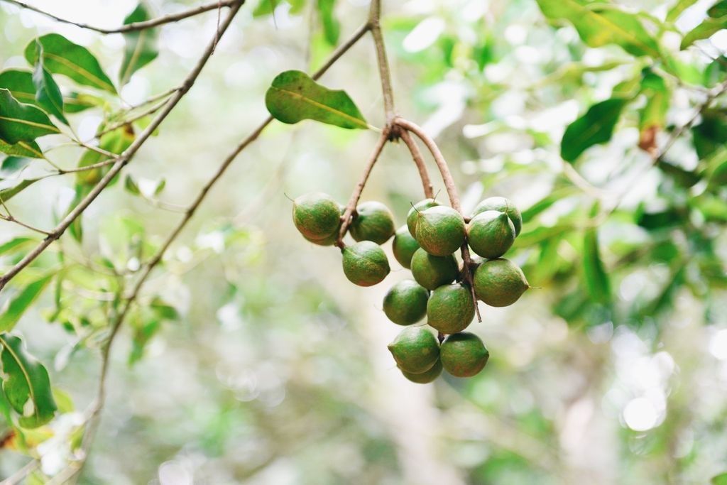 Macadamia, sustentável, agricultura