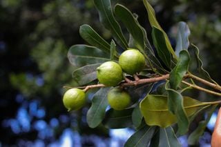 EMBRAPA e UNESP revelam segredos para proteger a macadâmia de doenças e melhorar a produção