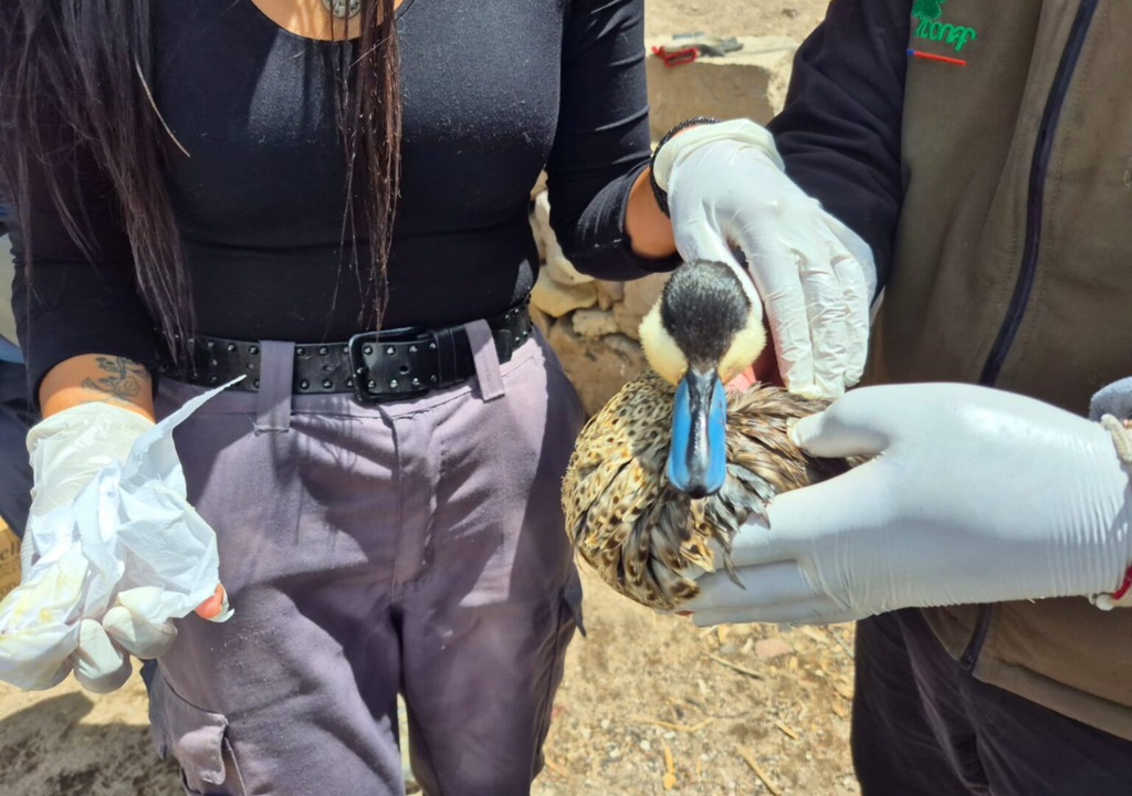 Equipos de CONAF y voluntarios locales trabajan en el rescate de aves afectadas por el derrame de aceite en el Parque Nacional Lauca. En la imagen, un pato puna es asistido para retirar los residuos adheridos a su plumaje. Crédito: CONAF
