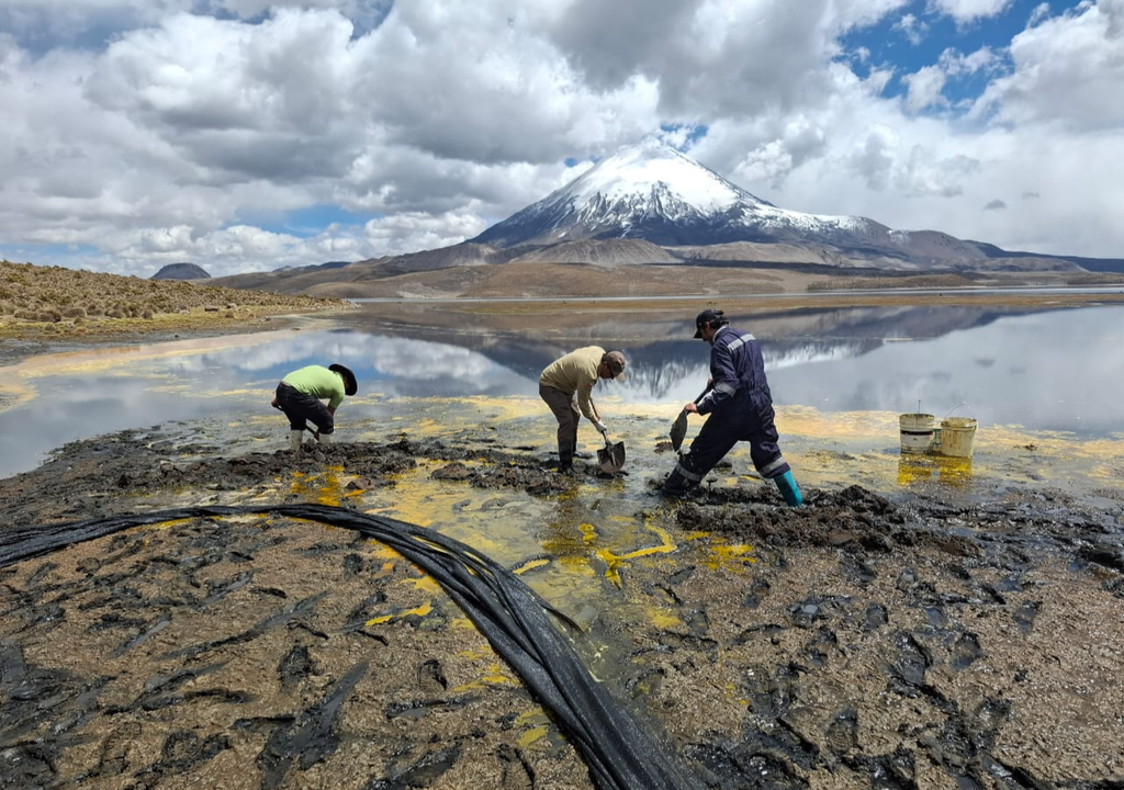 Equipos en terreno trabajan en la remoción manual del aceite derramado en el lago Chungará, en pleno altiplano andino, mientras las autoridades monitorean la afectación a flora y fauna del humedal.