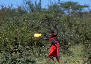 Emergencia en África ante la peor plaga de langostas en décadas