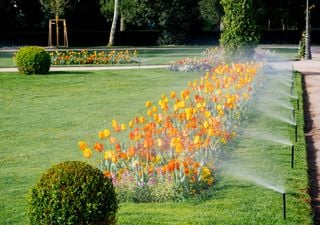 Emergencia hídrica: el insostenible consumo de agua del pasto