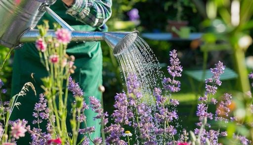 Emergenza siccit&agrave;: 10 regole per risparmiare acqua con piante, fiori e ortaggi