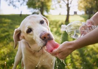 Emiten advertencia por altas temperaturas para seis regiones de Chile