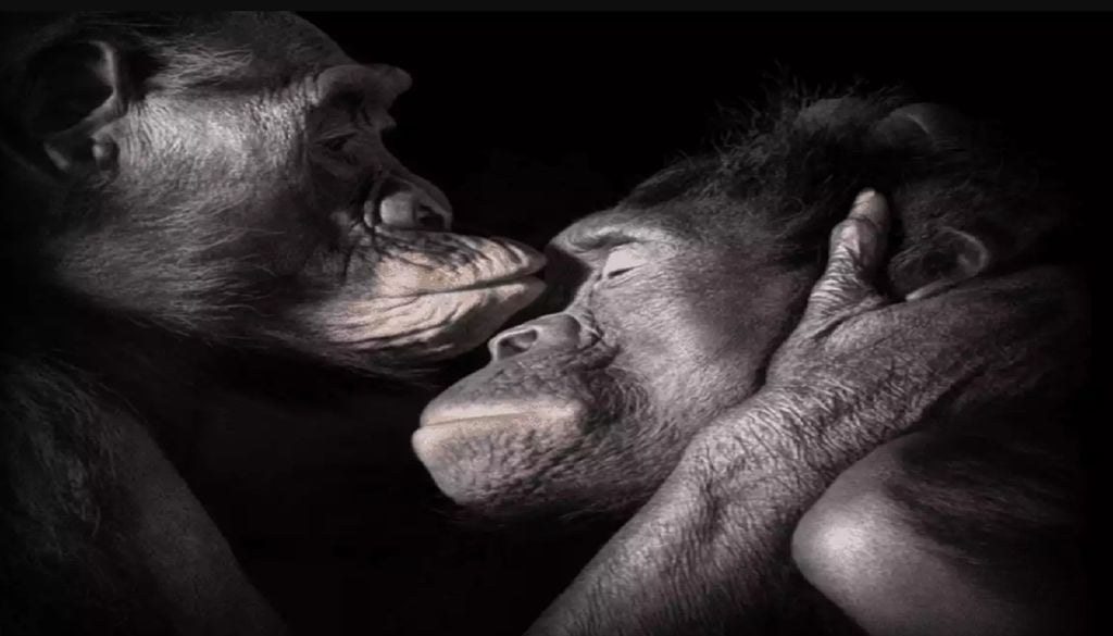 O Parque das Nações, em Lisboa, recebe a exposição “Emoções em Perigo” de Tim Flach. Foto: Tim Flach