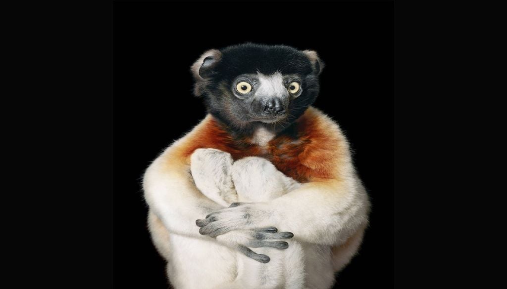 Lémur de Madagáscar, espécie ameaçada de extinção, retratada na exposição “Emoções em Perigo”. Foto: Tim Flach