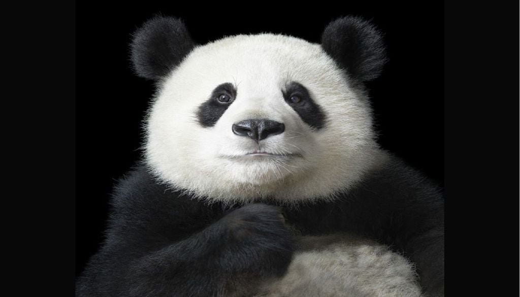 Urso-panda é um sucesso relativo da conservação. Após décadas de esforços para a sua recuperação, passou de espécie em perigo para vulnerável. Foto: Tim Flach