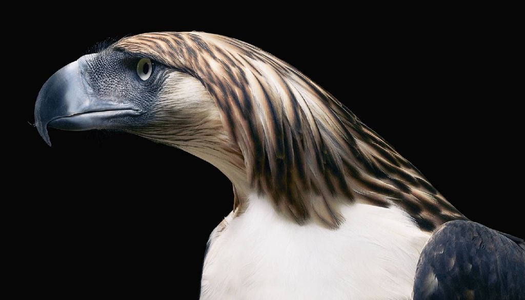 Considerada uma das aves de rapina mais raras do mundo, restam poucas centenas de casais de águas filipinas na natureza. As estimativas variam entre 400 e 700 indivíduos maduros. Foto: Tim Flach