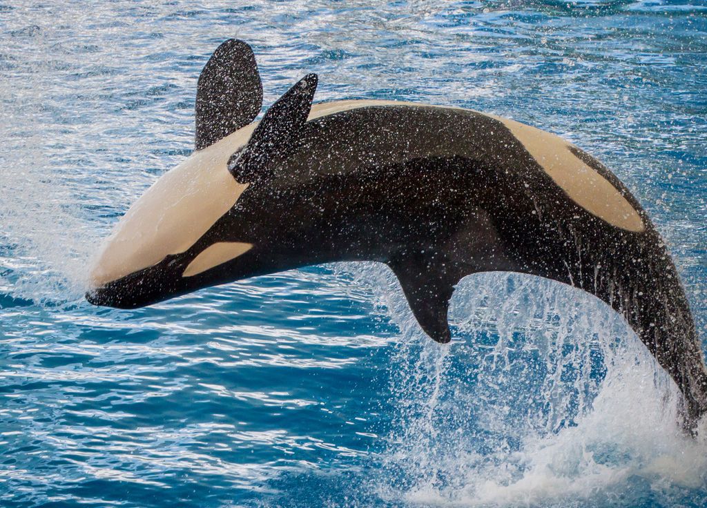 Orca Miami Seaquarium Liberdade