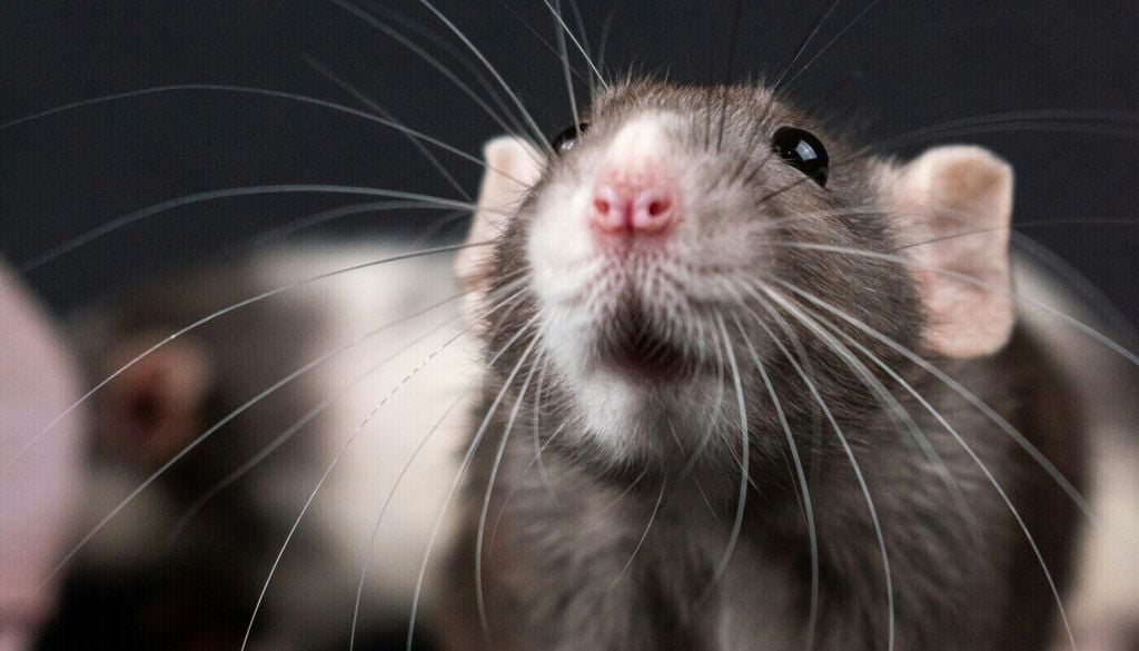 In Experimenten wurde nachgewiesen, dass Ratten lieber ihren Artgenossen helfen, als sich selbst am Futter zu bereichern. In Experimenten wurde nachgewiesen, dass Ratten lieber ihren Artgenossen helfen, als sich selbst am Futter zu bereichern. Bild: Nikolett Emmert/Unsplash