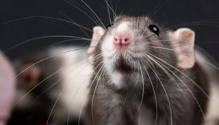 Empathische Tiere: Ratten zeigen Mitgef&uuml;hl gegen&uuml;ber Freunden &ndash; jedoch anders als Menschen