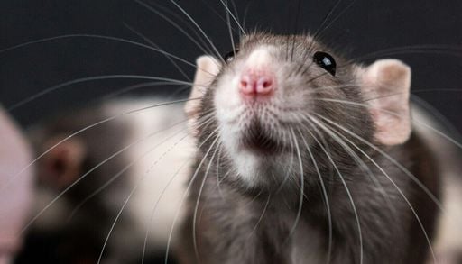 Empathische Tiere: Ratten zeigen Mitgef&uuml;hl gegen&uuml;ber Freunden &ndash; jedoch anders als Menschen