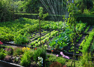 En ce mois d'août, comment faire pour avoir un généreux potager avec la météo annoncée ? 