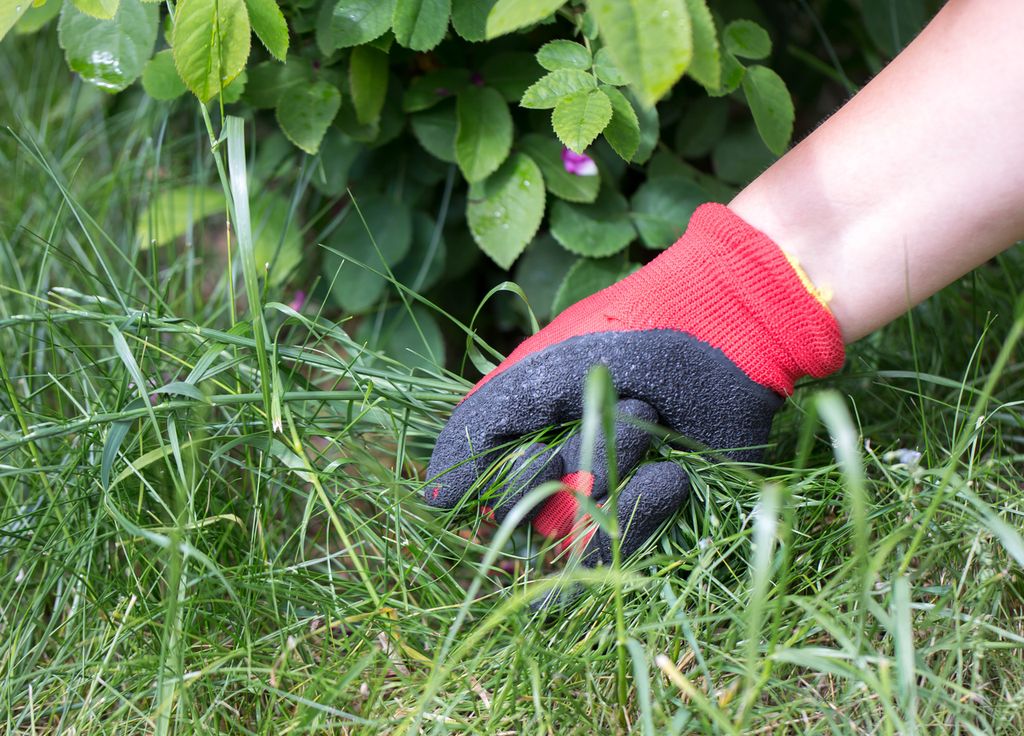Porter des gants durant le désherbage est recommandé.