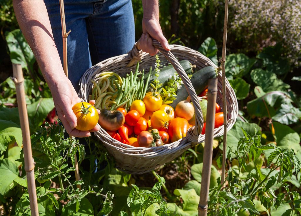 Les tomates et haricots se récoltent en ce moment. Les chaleurs à venir pourront accélérer leur maturation.