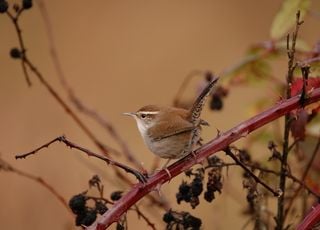 En cette basse saison, voici quelques tâches possibles au jardin et potager !