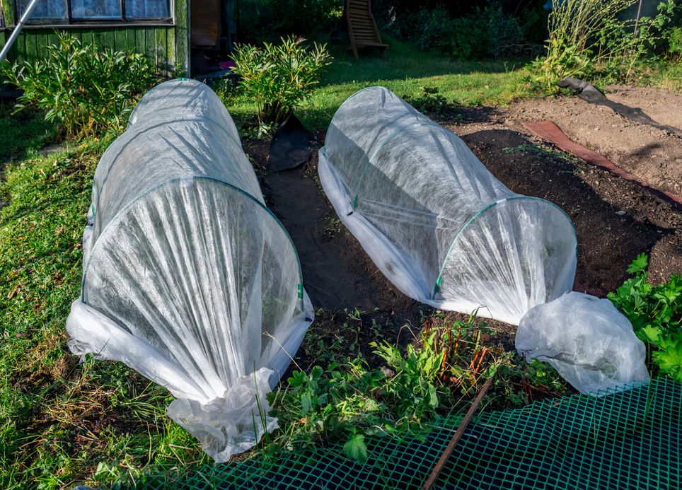 Protéger les plants de légumes les plus fragiles au potager permet de garder une production parfois jusqu'au printemps. Protéger les plants de légumes les plus fragiles au potager permet de garder une production parfois jusqu'au printemps.
