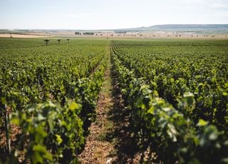 En Champagne, l'œnotourisme en pleine effervescence !