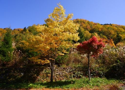 En Chine, la plantation massive d'arbres a modifi&eacute; le cycle de l'eau : comment est-ce possible ?