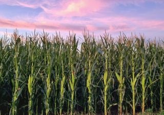 En diciembre los cereales son protagonistas: avanza la siembra de maíz tardío y la cosecha de trigo cobra impulso