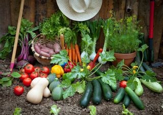 Durante el mes de marzo: ¿qué plantas y frutos podemos sembrar?