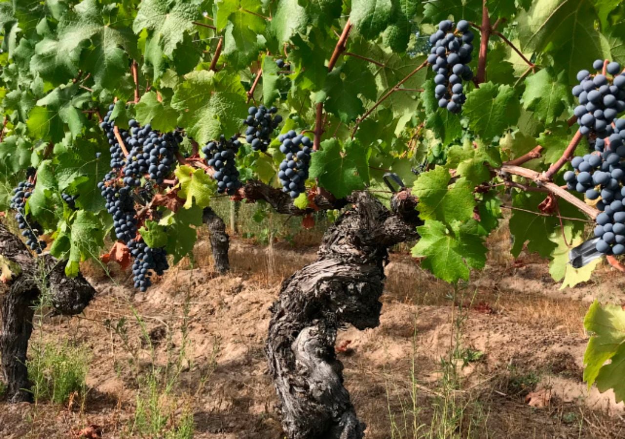 La Carmenere es hoy cepa emblema de nuestro país y valorada también a nivel internacional. Imagen: Mundoagro