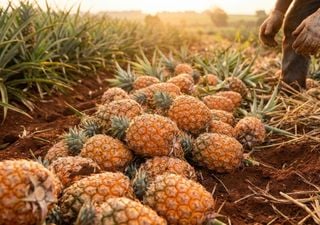 En el norte argentino, un cultivo tropical poco conocido gana protagonismo con m&aacute;s tecnolog&iacute;a