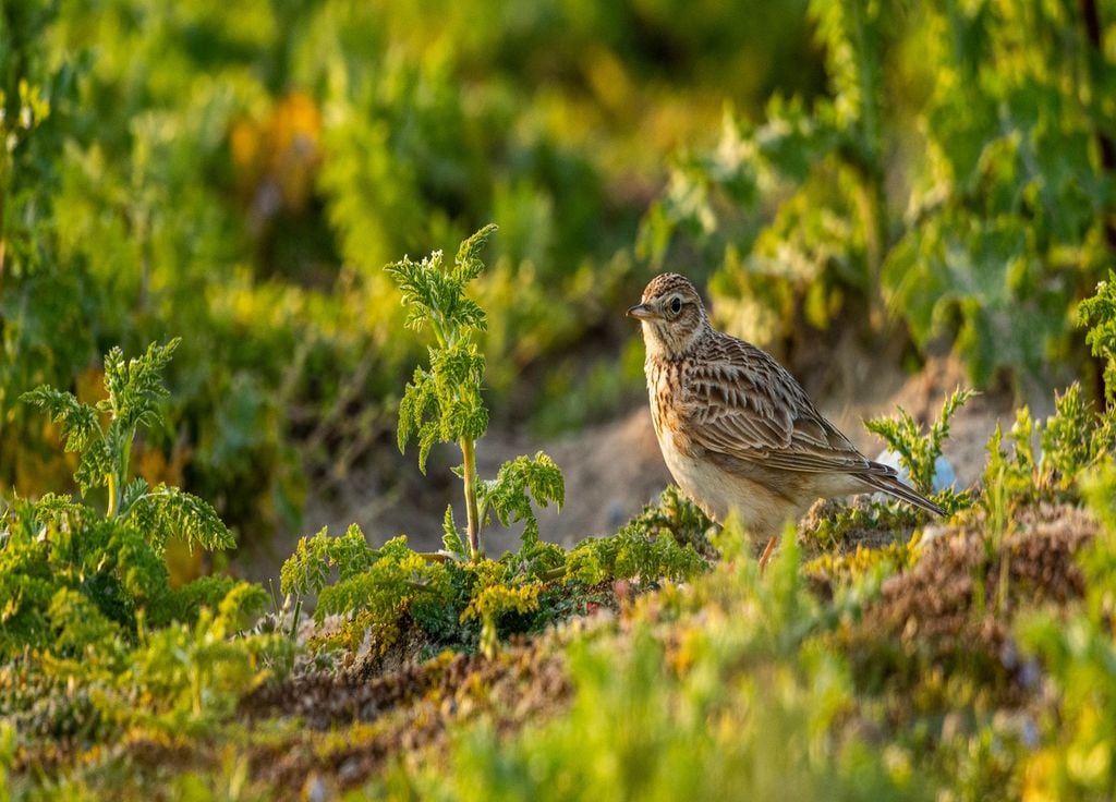 Une Alouette des champs, parmi les oiseaux touchés par la présence excessive de pesticides.