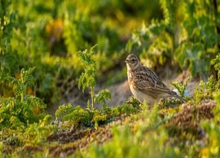 En France, les oiseaux se font de plus en plus rares autour des terres agricoles, selon une &eacute;tude scientifique