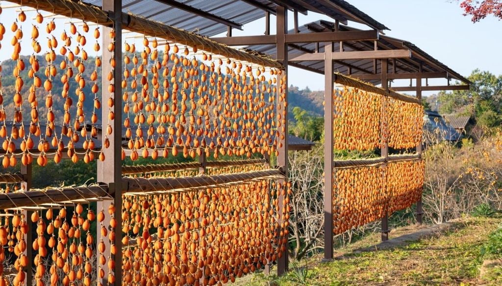 caquis deshidratados Miles de caquis son colgados cada otoño en Japón para elaborar uno de los productos más emblemáticos de su gastronomía tradicional.