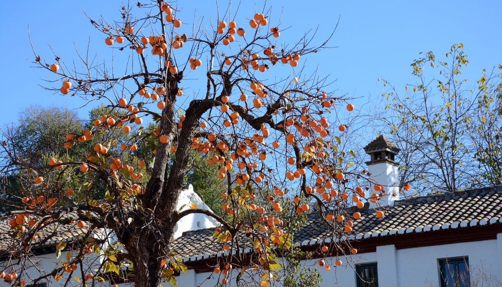 arbol de caqui Conservar parte de la cosecha permite disfrutar esta fruta mucho después de que termine la temporada. Opción 5