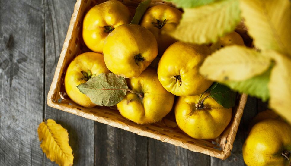 Coings canette fruits automne octobre