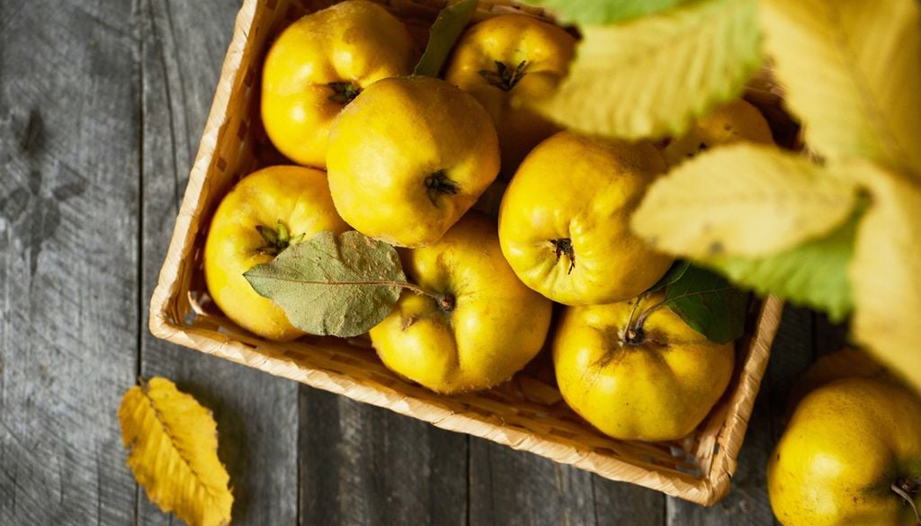 Coings canette fruits automne octobre Le coing est le fruit du mois d'octobre mais il ne se consomme pas cru mais plutôt cuit en gelée ou compote.