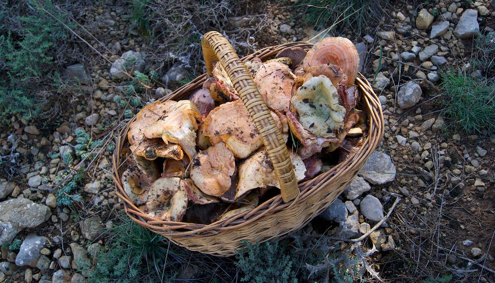 Automne champignon cèpe bolet panier cueillette