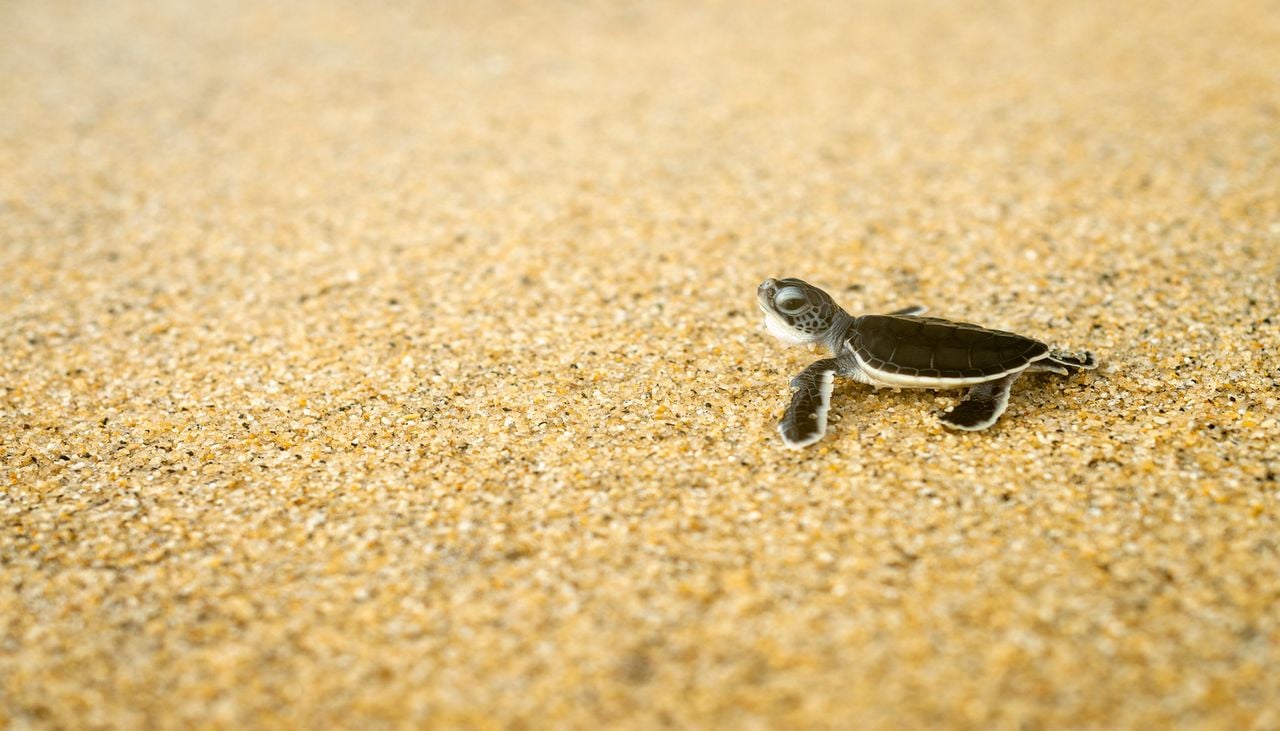 Le 15 octobre, des promeneurs ont aperçu deux tortillons de l'espèce protégée tortue caouanne (Caretta caretta) en train de rejoindre la mer.