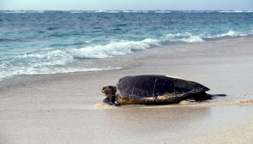 Les tortues caouannes viennent régulièrement pondre sur les plages de Méditerranée avant de repartir en mer.